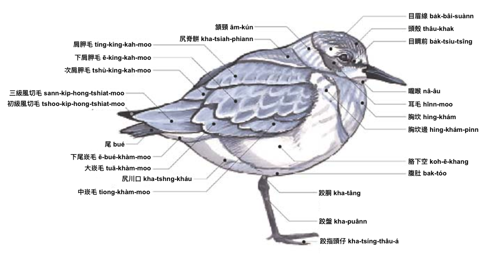 鷸鴴 lu̍t-hîng