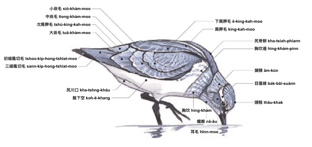 鷸鴴 lu̍t-hîng