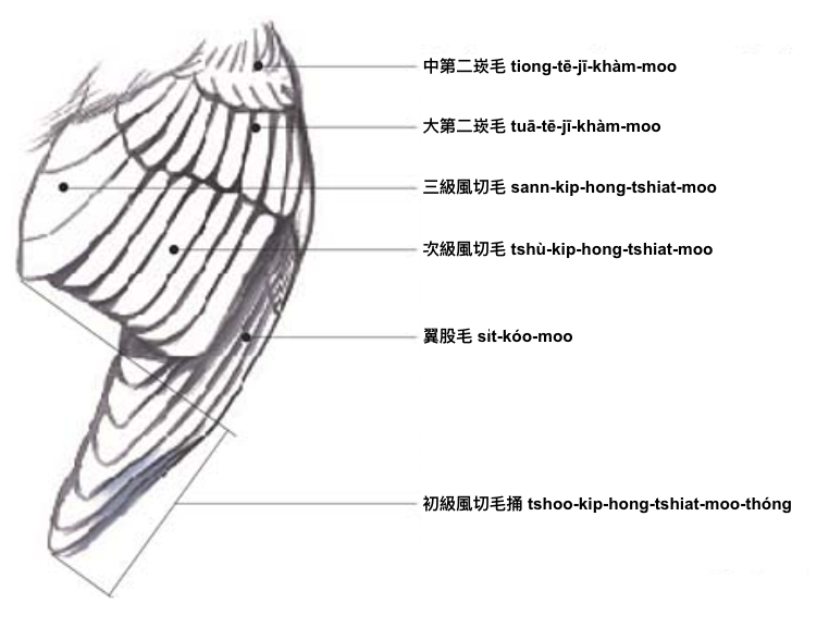 翼 si̍t