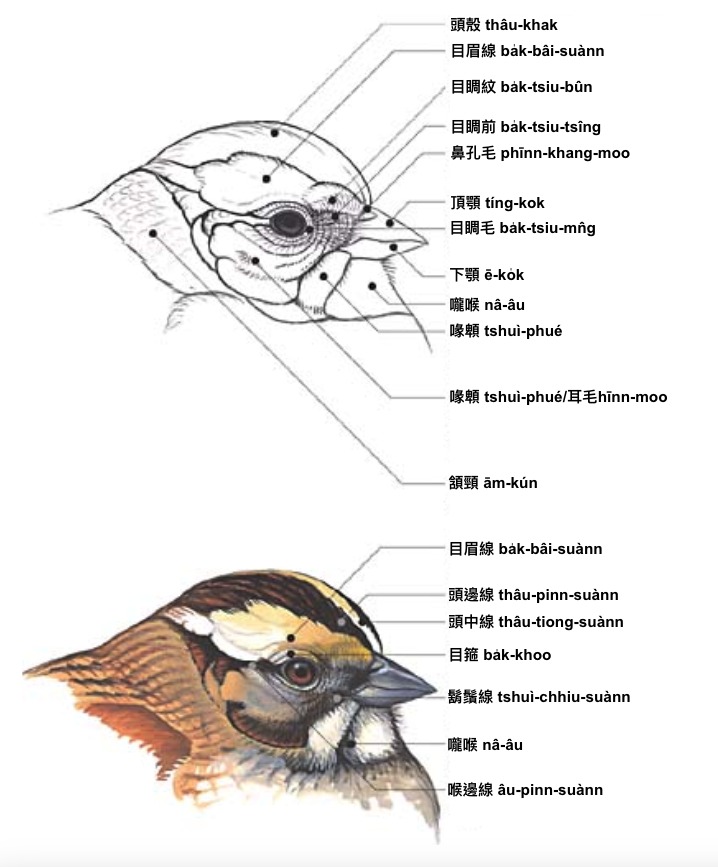 頭 thâu